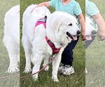 Small #8 Great Pyrenees