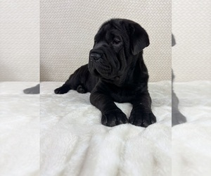 Cocker-Pei Puppy for Sale in INDIANAPOLIS, Indiana USA