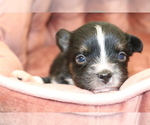 Small Photo #23 Australian Shepherd Puppy For Sale in STAFFORD, VA, USA