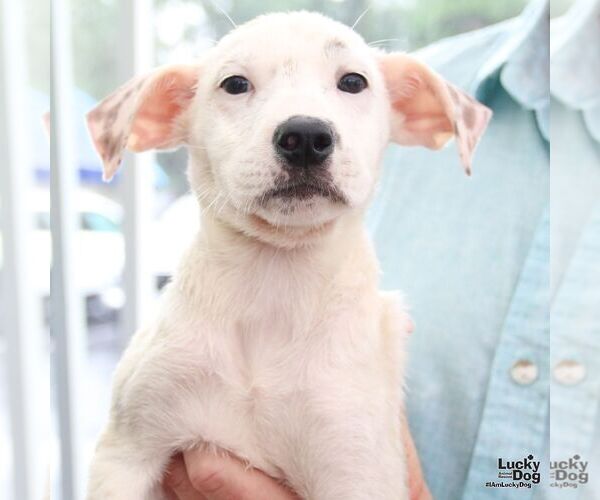 Medium Photo #5 Mutt Puppy For Sale in Washington, DC, USA