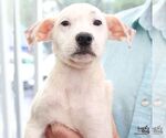 Small #4 Mutt