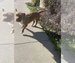 Small #3 Mutt