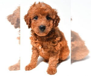 Goldendoodle mix (+ Poodle Miniature) Puppy for sale in DURHAM, CT, USA