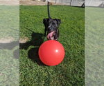 Small #15 Boxer-Pointer Mix