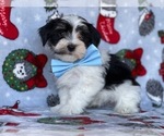 Small #2 Havanese