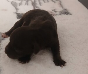 Schnauzer (Miniature) Puppy for sale in GALVA, IL, USA