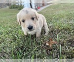 Small Photo #18 English Cream Golden Retriever Puppy For Sale in CENTERTOWN, MO, USA