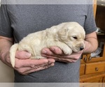 Small #3 Goldendoodle