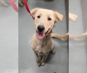 Great Pyrenees-Unknown Mix Dogs for adoption in Baytown, TX, USA