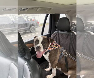 Bulloxer Dogs for adoption in Strongsville, OH, USA