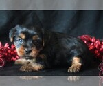 Small #2 Yorkshire Terrier