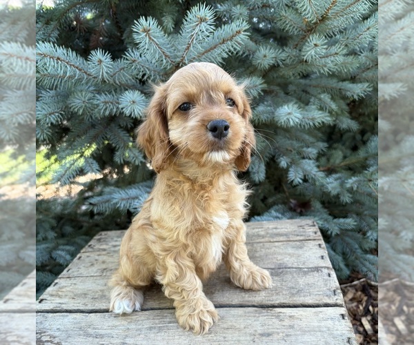 Medium Photo #3 Cockapoo (Miniature) Puppy For Sale in MIDDLEBURY, IN, USA