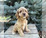 Small #2 Cockapoo (Miniature)