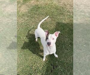 BARK TWAIN - Male American Pit Bull Terrier-Unknown Mix Dog for Adoption