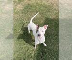 BARK TWAIN - Male American Pit Bull Terrier-Unknown Mix Dog for Adoption - Small photo