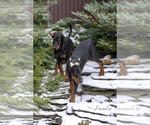 Small Photo #10 Doberman Pinscher Puppy For Sale in Moscow, Moscow, Russia