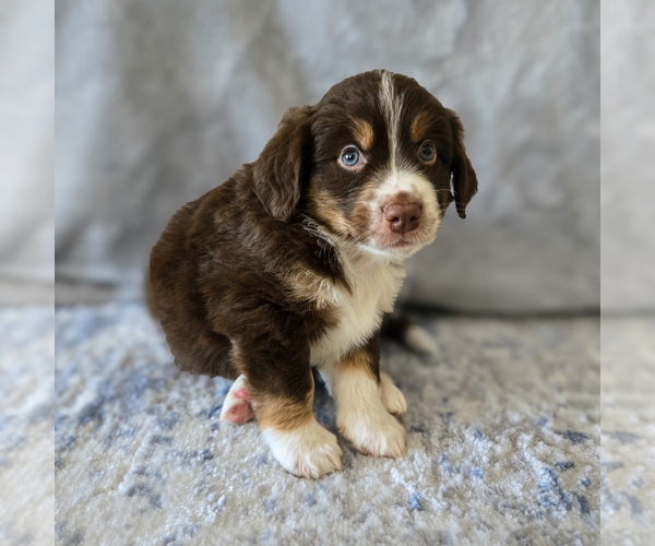 Medium Photo #3 Aussiedoodle Miniature -Miniature Bernedoodle Mix Puppy For Sale in CULPEPER, VA, USA