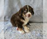Small Photo #54 Aussiedoodle Miniature -Miniature Bernedoodle Mix Puppy For Sale in CULPEPER, VA, USA