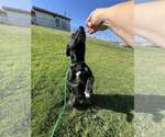 Small #4 Labrador Retriever Mix