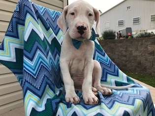 Dogo Argentino Puppy for sale in EPHRATA, PA, USA
