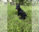 Small Photo #3 German Shepherd Dog Puppy For Sale in PLANT CITY, FL, USA