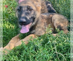 German Shepherd Dog Puppy for sale in RIGA, MI, USA