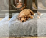 Small #2 Goldendoodle (Miniature)