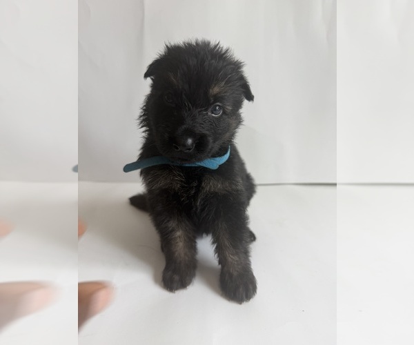 Medium Photo #1 German Shepherd Dog Puppy For Sale in ONTARIO, CA, USA