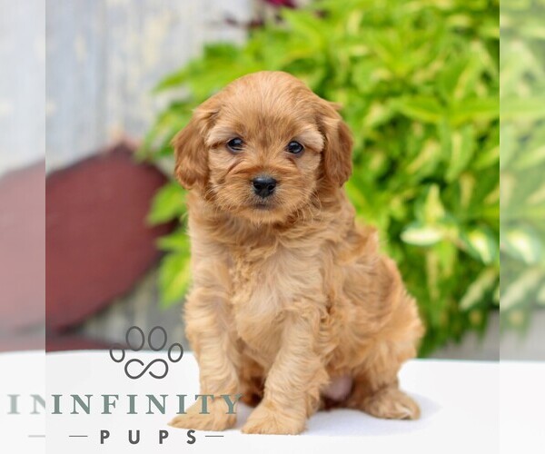 Medium Photo #3 Cavapoo Puppy For Sale in NARVON, PA, USA