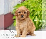 Small #2 Cavapoo