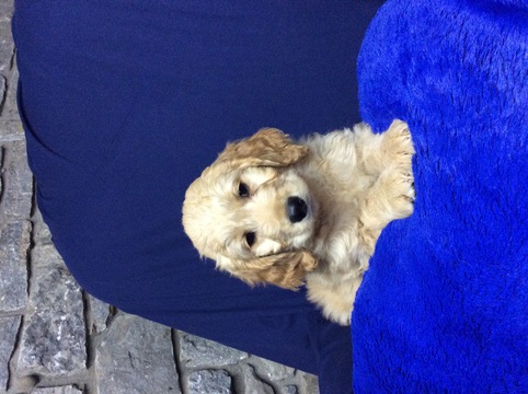 Medium Photo #1 Golden Retriever Puppy For Sale in JAMESTOWN, KY, USA