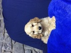 Small Photo #1 Golden Retriever Puppy For Sale in JAMESTOWN, KY, USA