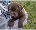 Small Photo #3 Labrador Retriever Puppy For Sale in SENECA FALLS, NY, USA