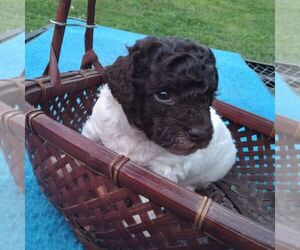 Havapoo Puppy for sale in LINDEN, TN, USA