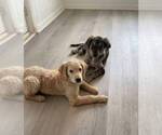 Puppy Jokic Catahoula Leopard Dog-Goldendoodle Mix