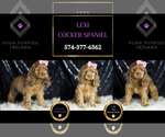 Image preview for Ad Listing. Nickname: Lexi