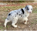 Puppy 4 Australian Shepherd