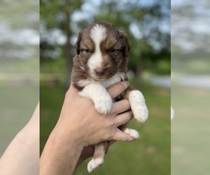 Miniature American Shepherd Puppy for sale in GREENBRIER, AR, USA