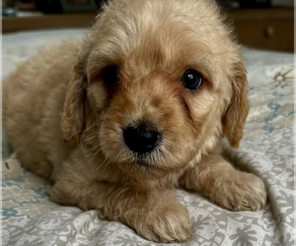 Medium Photo #40 Goldendoodle (Miniature) Puppy For Sale in PENSACOLA, FL, USA