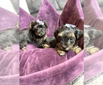 Small Photo #5 YorkiePoo Puppy For Sale in FENTON, MI, USA