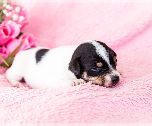Medium Photo #8 Fox Terrier (Smooth)-Fox Terrier (Toy) Mix Puppy For Sale in WAKARUSA, IN, USA