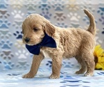 Small Photo #1 Goldendoodle (Miniature) Puppy For Sale in LANCASTER, PA, USA