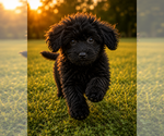 Small #47 Cavapoo (Miniature)