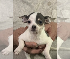 Chihuahua Puppy for sale in BARNWELL, SC, USA