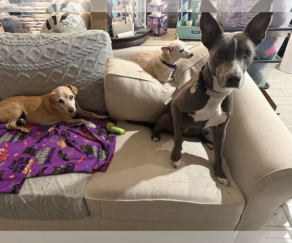 Medium Photo #5 Chiweenie Puppy For Sale in Queen Creek, AZ, USA