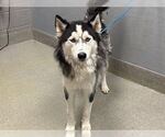 Small Huskies  Mix