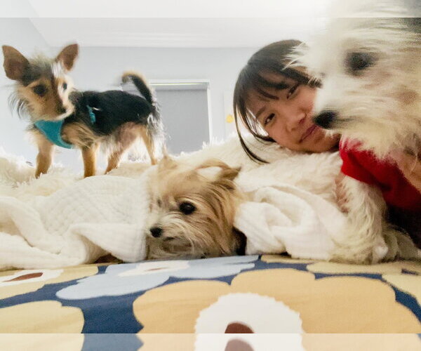 Medium Photo #8 Mutt Puppy For Sale in Arlington, VA, USA