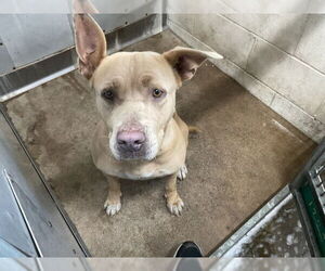 Medium American Pit Bull Terrier