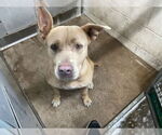 Small American Pit Bull Terrier