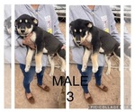 Small Photo #9 Wolf Hybrid Puppy For Sale in ALBUQUERQUE, NM, USA
